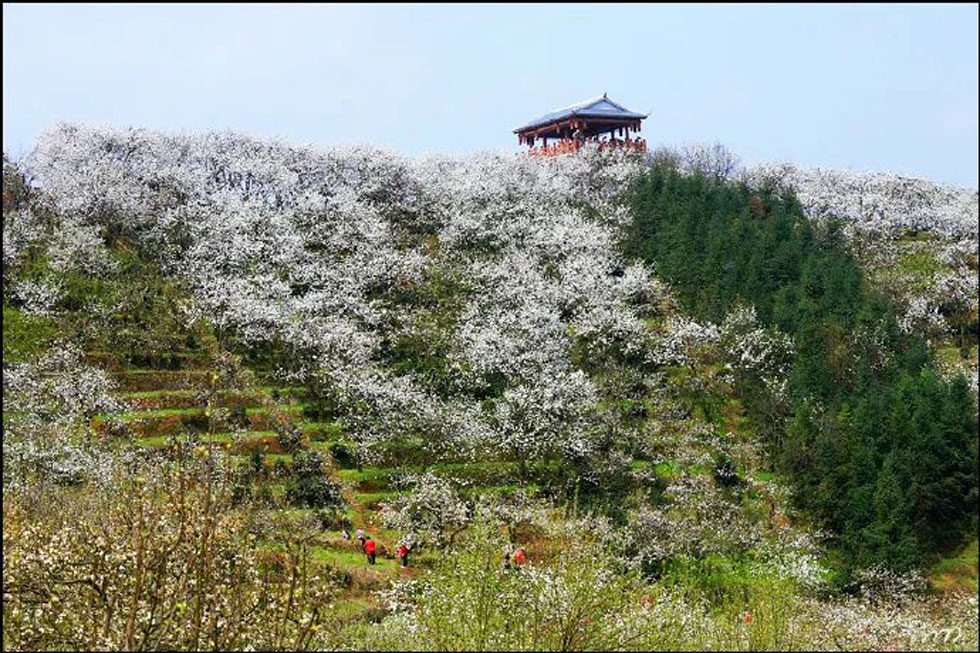 【春天，广西桂林灌阳县向您发出邀请！】我们在灌阳看梨花 - 游山玩水 - 南阳生活社区 - 南阳28生活网 ny.28life.net
