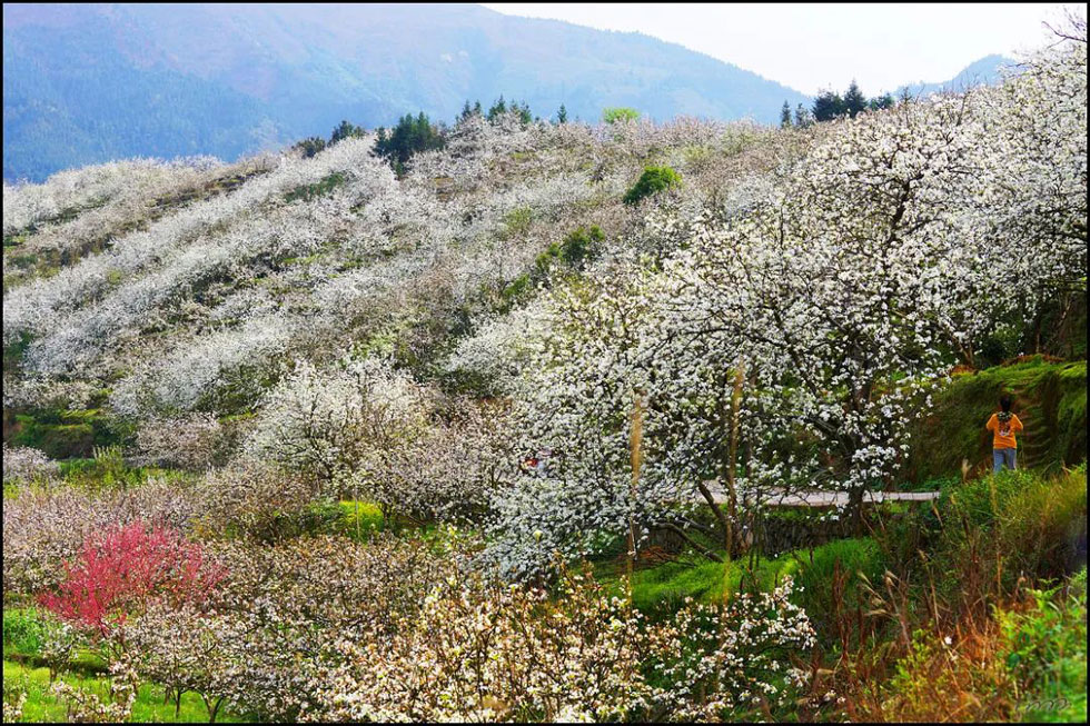 【春天，广西桂林灌阳县向您发出邀请！】我们在灌阳看梨花 - 游山玩水 - 南阳生活社区 - 南阳28生活网 ny.28life.net