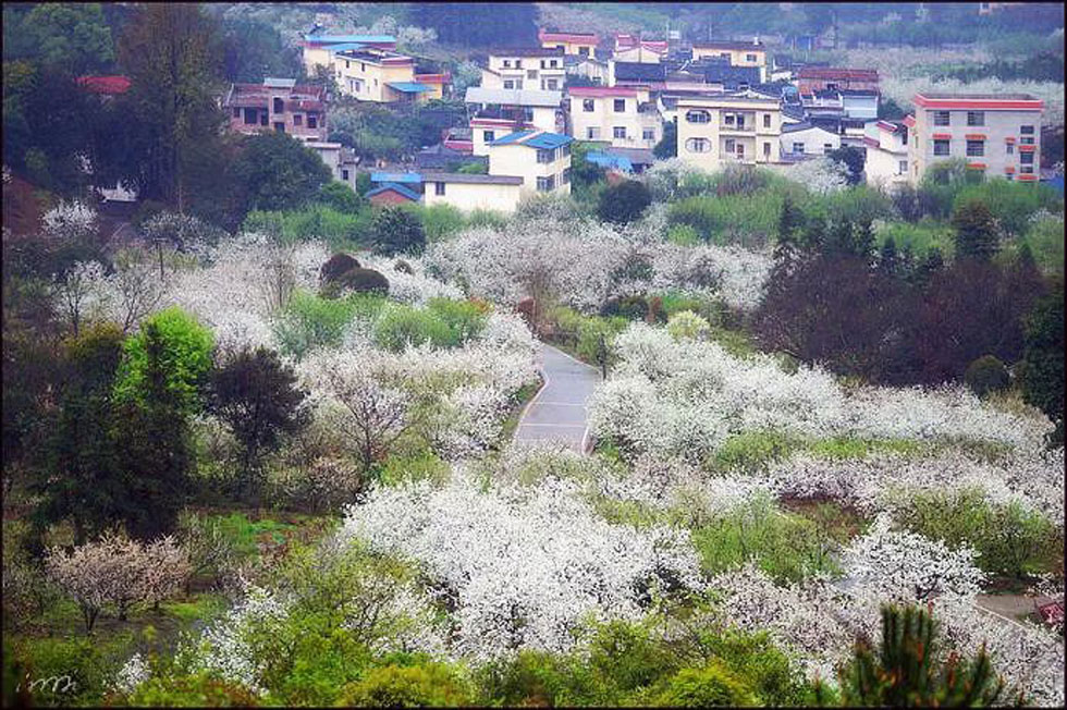 【春天，广西桂林灌阳县向您发出邀请！】我们在灌阳看梨花 - 游山玩水 - 南阳生活社区 - 南阳28生活网 ny.28life.net