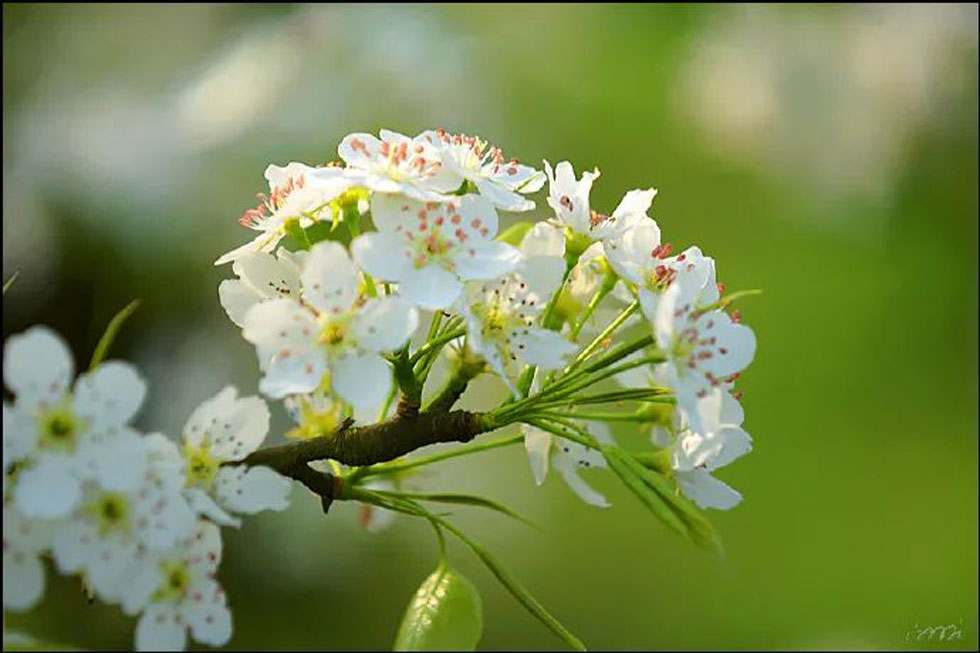 【春天，广西桂林灌阳县向您发出邀请！】我们在灌阳看梨花 - 游山玩水 - 南阳生活社区 - 南阳28生活网 ny.28life.net