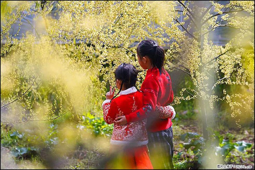 【春天，广西桂林灌阳县向您发出邀请！】米珠山前有片山苍子花在飘香 - 游山玩水 - 南阳生活社区 - 南阳28生活网 ny.28life.net