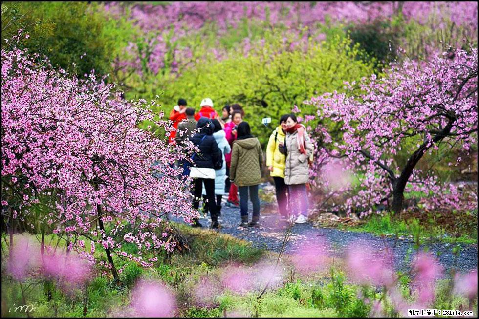 【春天，广西桂林灌阳县向您发出邀请！】官庄村有个醉美的桃花园 - 游山玩水 - 南阳生活社区 - 南阳28生活网 ny.28life.net