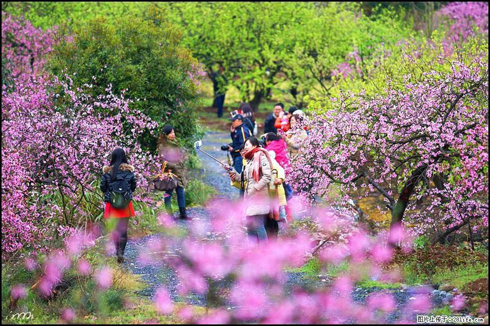 【春天，广西桂林灌阳县向您发出邀请！】官庄村有个醉美的桃花园 - 游山玩水 - 南阳生活社区 - 南阳28生活网 ny.28life.net