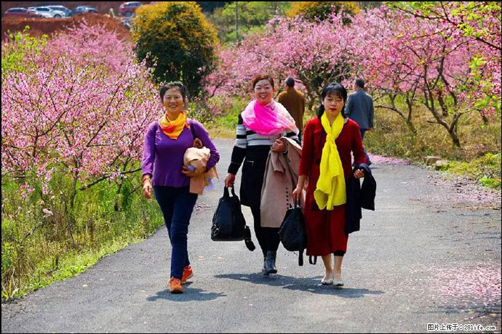 【春天，广西桂林灌阳县向您发出邀请！】官庄村有个醉美的桃花园 - 游山玩水 - 南阳生活社区 - 南阳28生活网 ny.28life.net