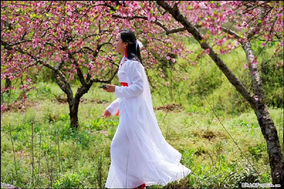 【春天，广西桂林灌阳县向您发出邀请！】官庄村有个醉美的桃花园 - 游山玩水 - 南阳生活社区 - 南阳28生活网 ny.28life.net