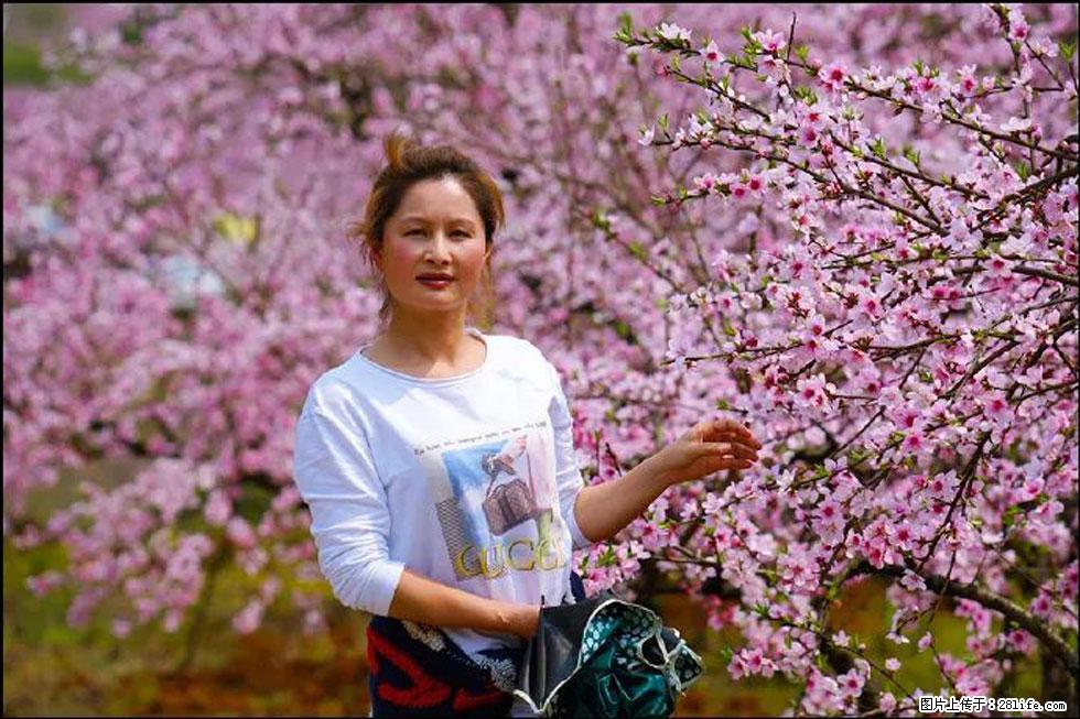 【春天，广西桂林灌阳县向您发出邀请！】官庄村有个醉美的桃花园 - 游山玩水 - 南阳生活社区 - 南阳28生活网 ny.28life.net