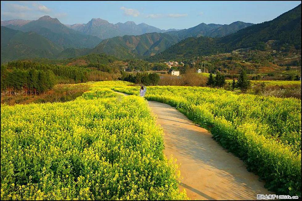 【春天，广西桂林灌阳县向您发出邀请！】长坪村油菜盛情花开 - 游山玩水 - 南阳生活社区 - 南阳28生活网 ny.28life.net