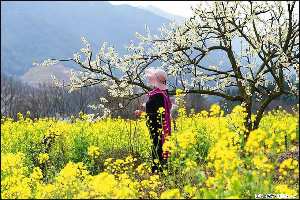 【春天，广西桂林灌阳县向您发出邀请！】长坪村油菜盛情花开 - 游山玩水 - 南阳生活社区 - 南阳28生活网 ny.28life.net