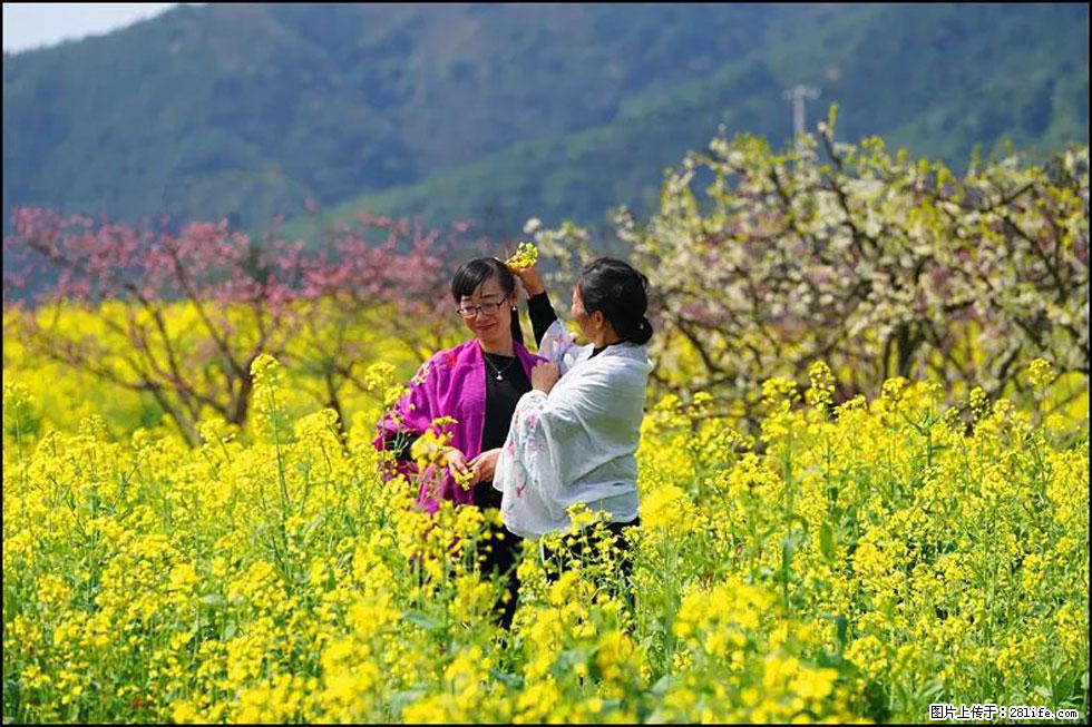 【春天，广西桂林灌阳县向您发出邀请！】长坪村油菜盛情花开 - 游山玩水 - 南阳生活社区 - 南阳28生活网 ny.28life.net