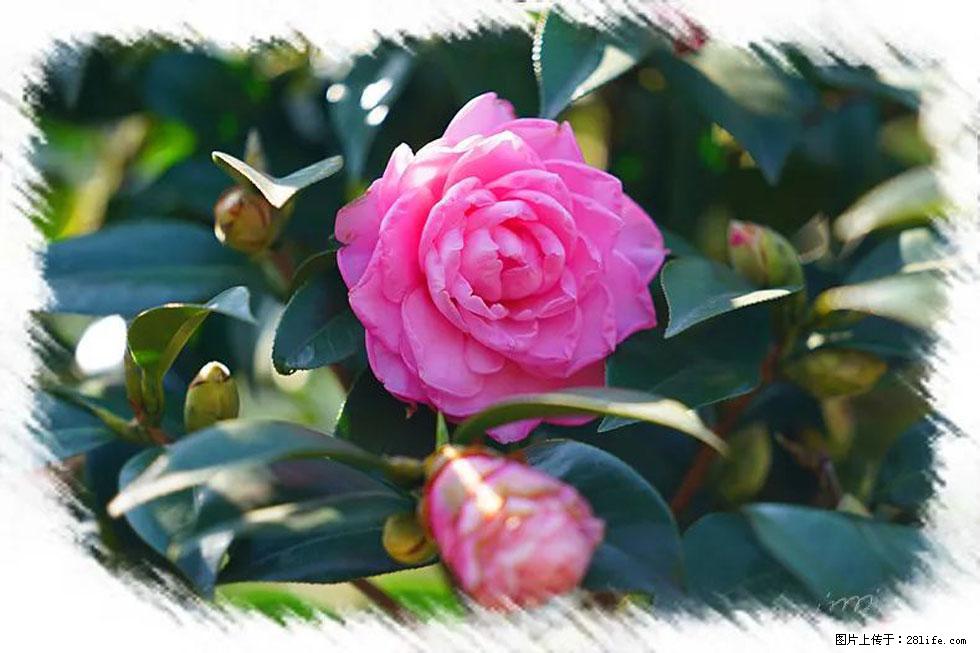 【春天,广西桂林灌阳县向您发出邀请!】杨柳井茶花惹人爱 - 游山玩水 - 南阳生活社区 - 南阳28生活网 ny.28life.net