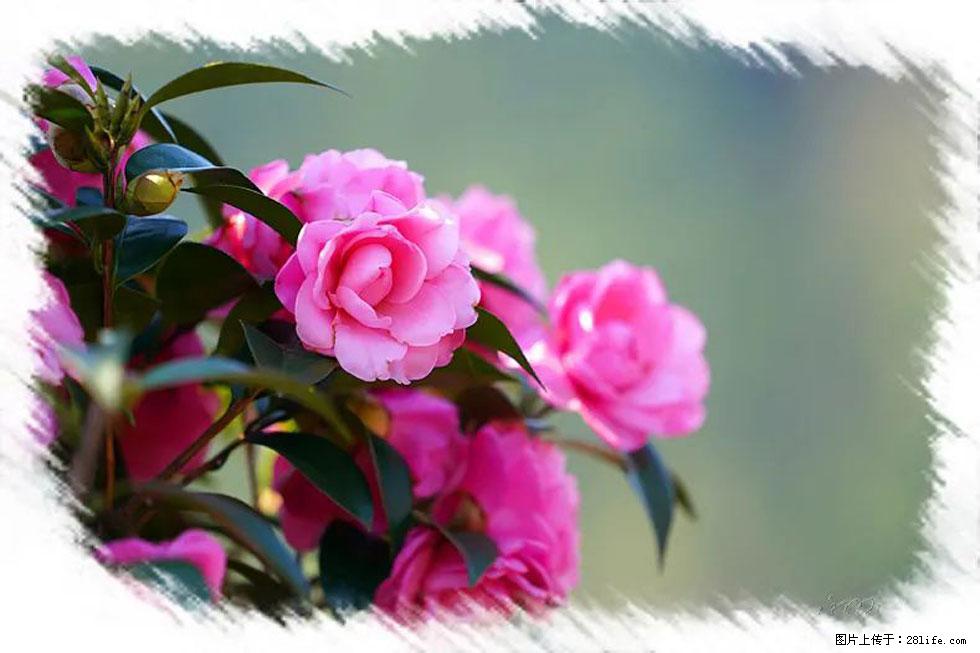 【春天,广西桂林灌阳县向您发出邀请!】杨柳井茶花惹人爱 - 游山玩水 - 南阳生活社区 - 南阳28生活网 ny.28life.net