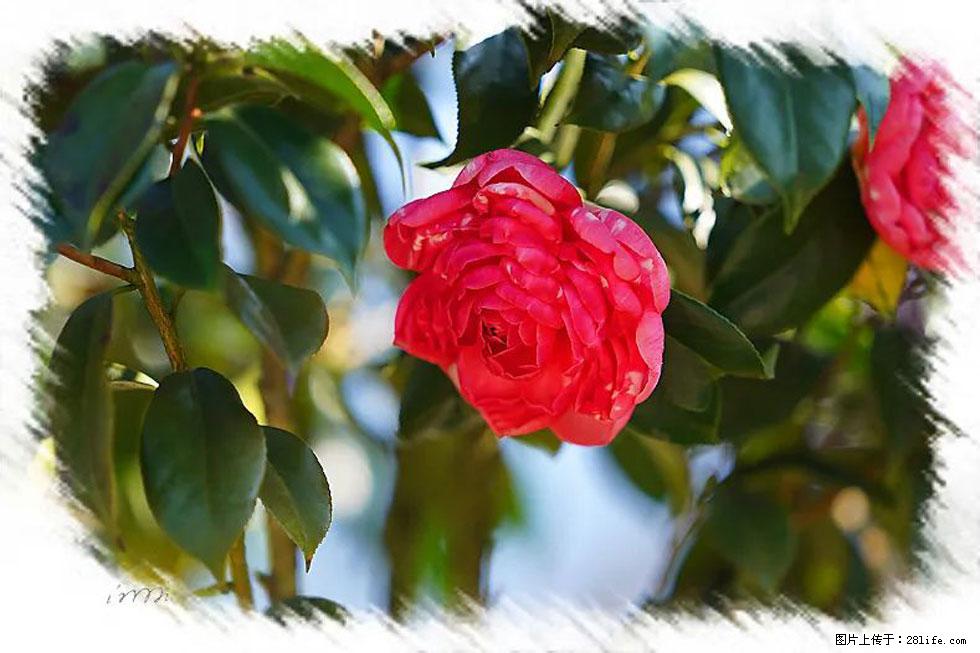 【春天,广西桂林灌阳县向您发出邀请!】杨柳井茶花惹人爱 - 游山玩水 - 南阳生活社区 - 南阳28生活网 ny.28life.net
