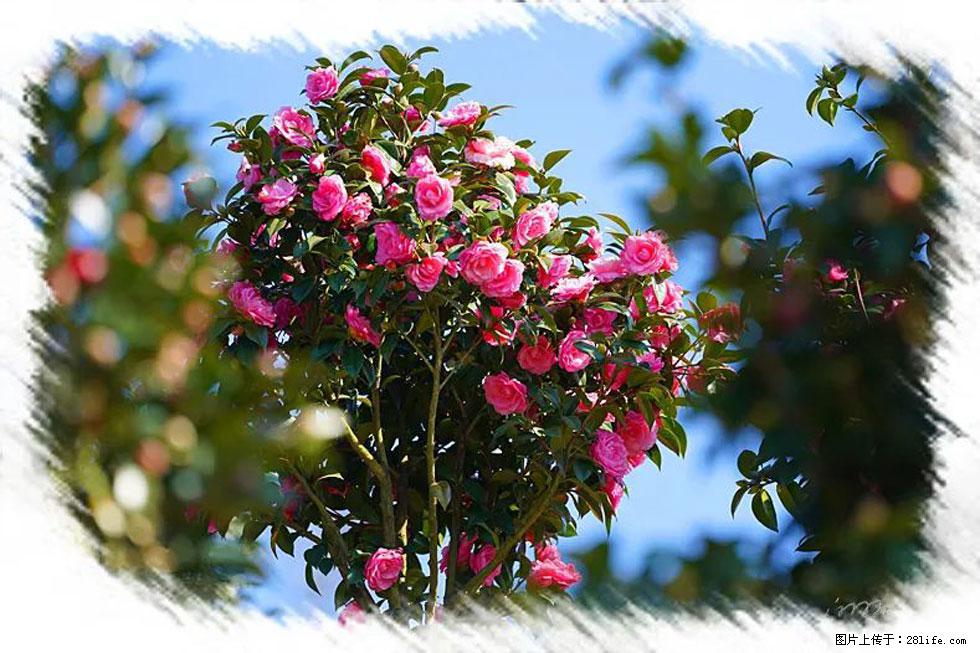 【春天,广西桂林灌阳县向您发出邀请!】杨柳井茶花惹人爱 - 游山玩水 - 南阳生活社区 - 南阳28生活网 ny.28life.net