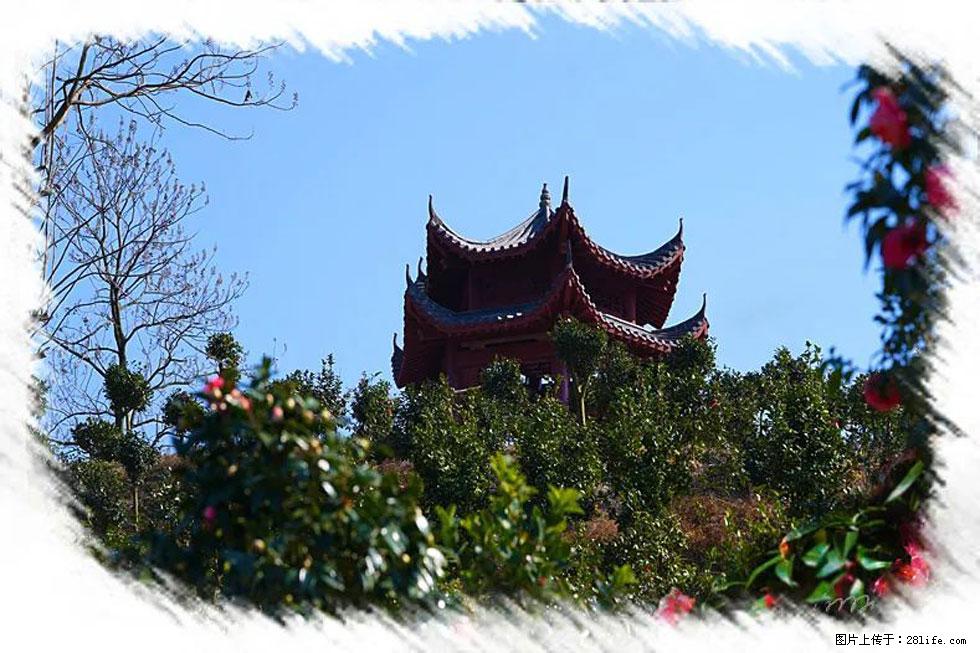 【春天,广西桂林灌阳县向您发出邀请!】杨柳井茶花惹人爱 - 游山玩水 - 南阳生活社区 - 南阳28生活网 ny.28life.net
