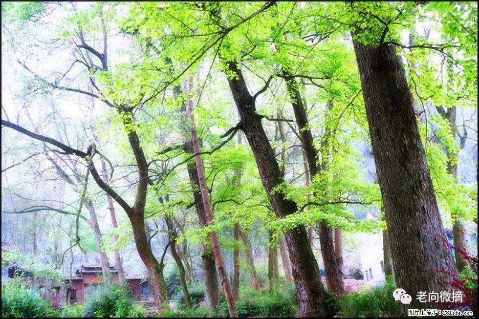 【春天，广西桂林灌阳县向您发出邀请！】在小龙村与春天约会 - 游山玩水 - 南阳生活社区 - 南阳28生活网 ny.28life.net