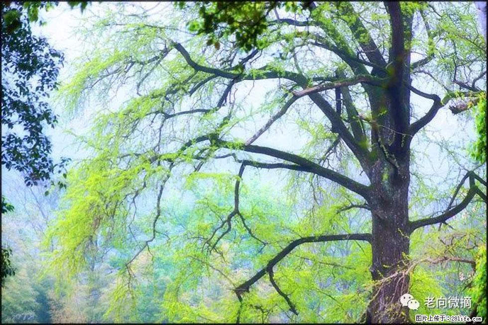 【春天，广西桂林灌阳县向您发出邀请！】在小龙村与春天约会 - 游山玩水 - 南阳生活社区 - 南阳28生活网 ny.28life.net