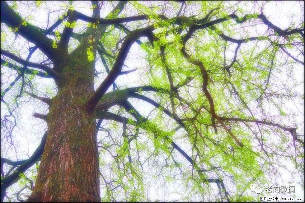 【春天，广西桂林灌阳县向您发出邀请！】在小龙村与春天约会 - 游山玩水 - 南阳生活社区 - 南阳28生活网 ny.28life.net