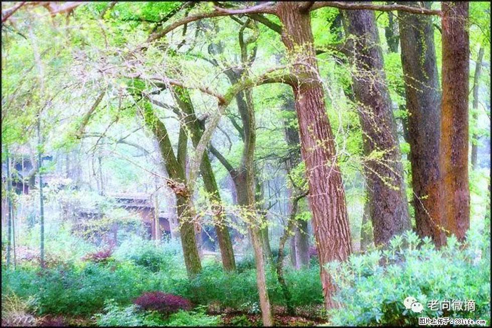 【春天，广西桂林灌阳县向您发出邀请！】在小龙村与春天约会 - 游山玩水 - 南阳生活社区 - 南阳28生活网 ny.28life.net
