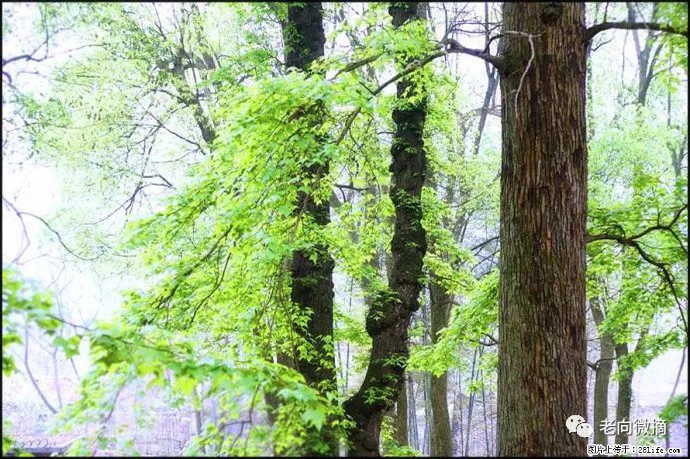 【春天，广西桂林灌阳县向您发出邀请！】在小龙村与春天约会 - 游山玩水 - 南阳生活社区 - 南阳28生活网 ny.28life.net