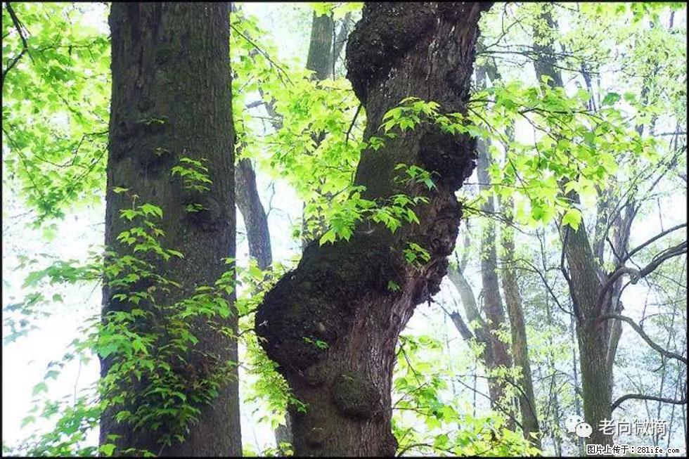 【春天，广西桂林灌阳县向您发出邀请！】在小龙村与春天约会 - 游山玩水 - 南阳生活社区 - 南阳28生活网 ny.28life.net