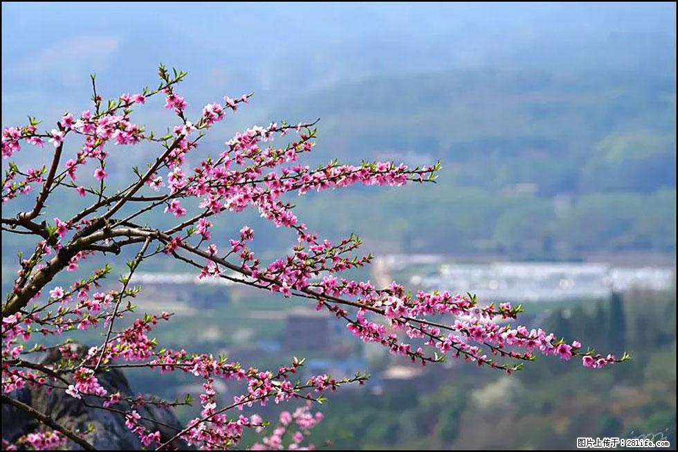 【春天，广西桂林灌阳县向您发出邀请！】望月岭上桃花开 - 游山玩水 - 南阳生活社区 - 南阳28生活网 ny.28life.net