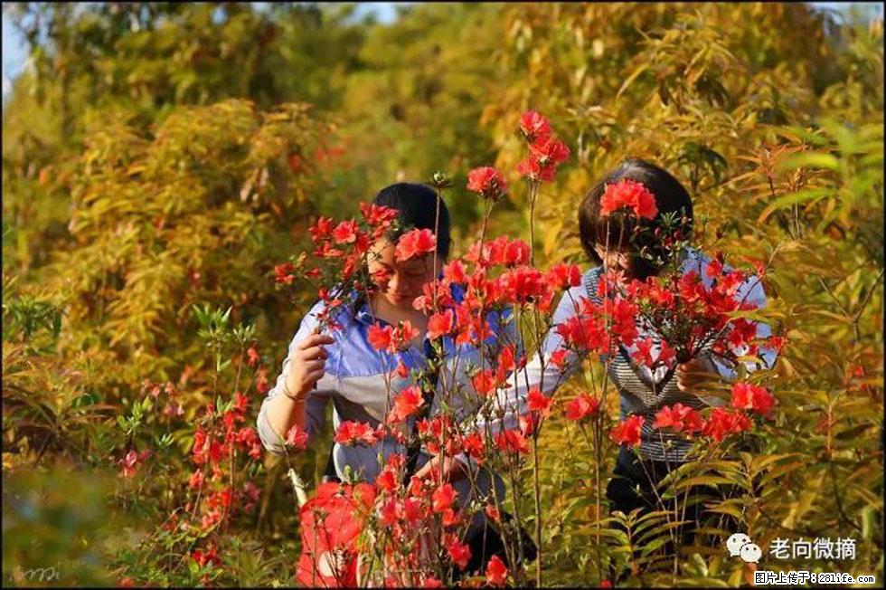 【春天，广西桂林灌阳县向您发出邀请！】登麒麟山，相约映山红 - 游山玩水 - 南阳生活社区 - 南阳28生活网 ny.28life.net