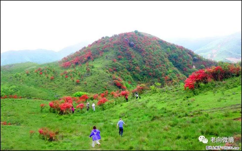 【春天，广西桂林灌阳县向您发出邀请！】宝盖山上映山红 - 游山玩水 - 南阳生活社区 - 南阳28生活网 ny.28life.net