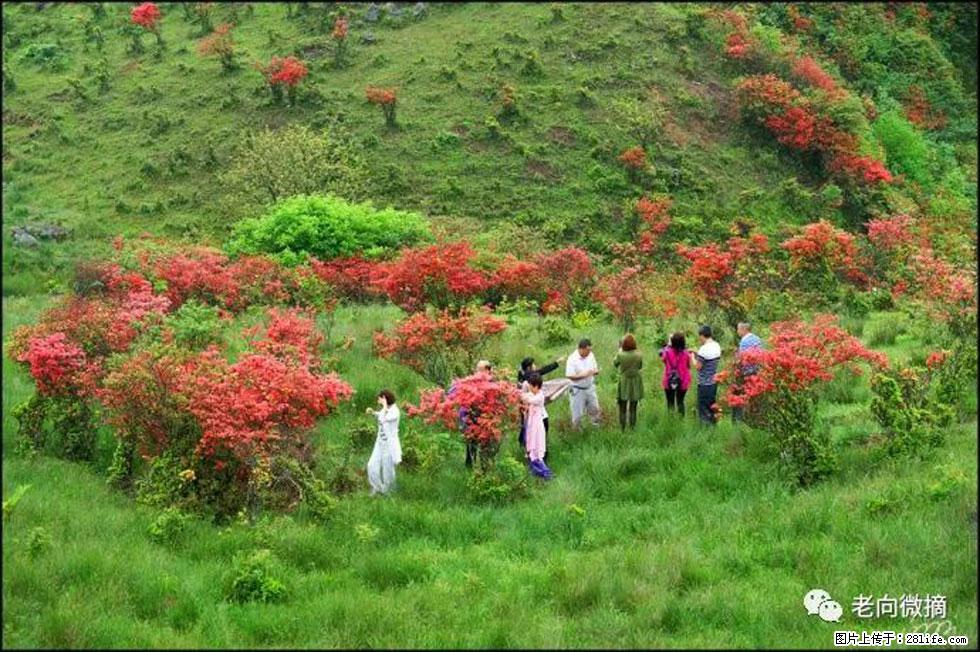 【春天，广西桂林灌阳县向您发出邀请！】宝盖山上映山红 - 游山玩水 - 南阳生活社区 - 南阳28生活网 ny.28life.net