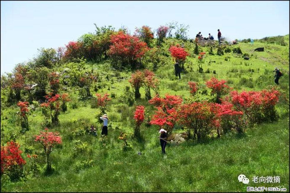 【春天，广西桂林灌阳县向您发出邀请！】宝盖山上映山红 - 游山玩水 - 南阳生活社区 - 南阳28生活网 ny.28life.net