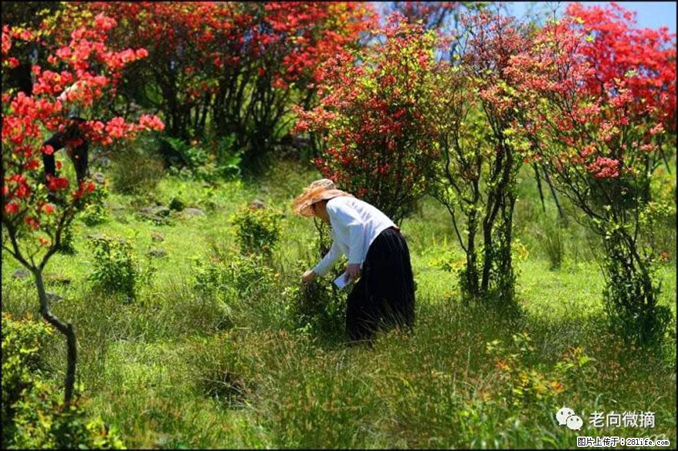 【春天，广西桂林灌阳县向您发出邀请！】宝盖山上映山红 - 游山玩水 - 南阳生活社区 - 南阳28生活网 ny.28life.net