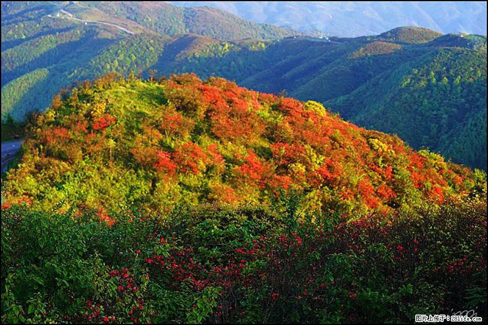 【春天，广西桂林灌阳县向您发出邀请！】春木界上映山红 - 游山玩水 - 南阳生活社区 - 南阳28生活网 ny.28life.net