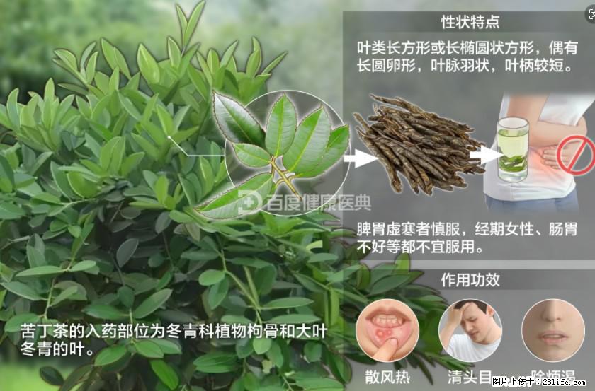 苦丁茶有哪些功效和作用 - 生活百科 - 南阳生活社区 - 南阳28生活网 ny.28life.net