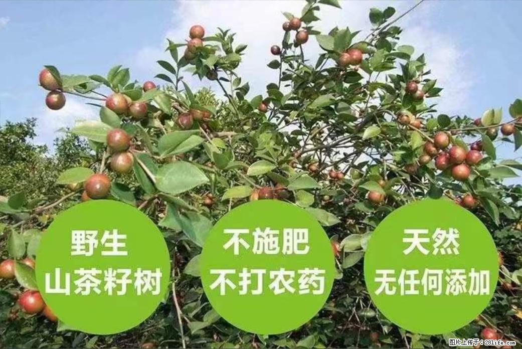 【灌阳县油茶产业示范区】一个有着充实的精神生活的人，对待身外之物自会有一种淡泊的态度 - 土特产 - 饮食特产 - 南阳分类信息 - 南阳28生活网 ny.28life.net