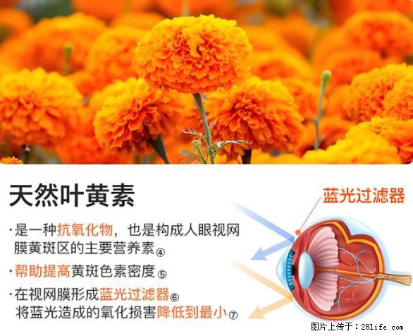 叶黄素有什么功效和作用 - 生活百科 - 南阳生活社区 - 南阳28生活网 ny.28life.net