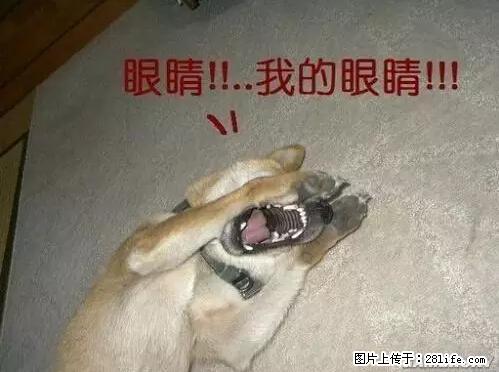 笑癫了！一女的怀孕三年未生，他终于忍不住了... - 娱乐八卦 - 南阳生活社区 - 南阳28生活网 ny.28life.net