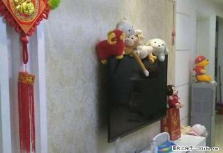 淯阳聚龙居 1200元 3室2厅1卫 精装修全套高档家私电， - 南阳28生活网 ny.28life.net