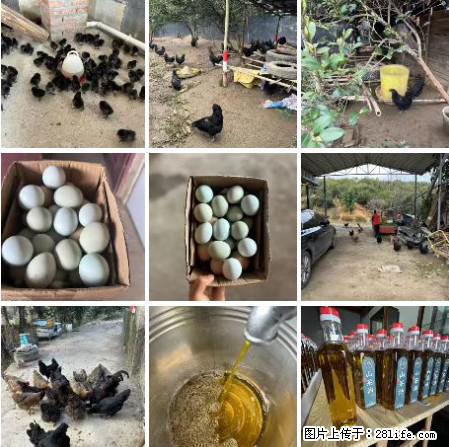 油茶园从小鸡仔开始养起的纯土鸡、土鸡蛋可以预定啦！还有前几天刚榨的纯山茶油哦 - 土特产 - 饮食特产 - 南阳分类信息 - 南阳28生活网 ny.28life.net