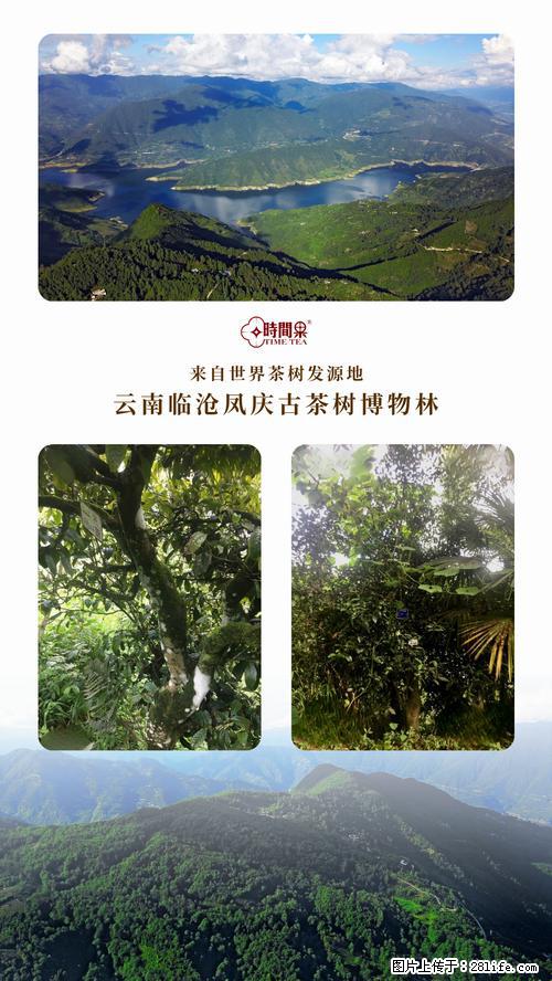 时间果百年古树2025年春红茶 - 购物交流 - 南阳生活社区 - 南阳28生活网 ny.28life.net