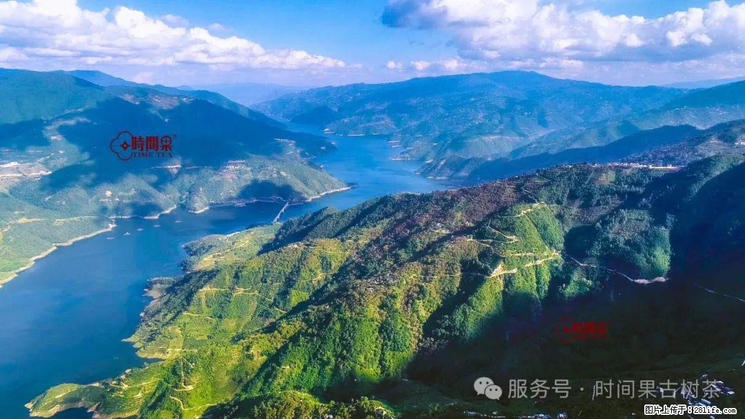 时间果百年古树龙珠普洱生茶 - 购物交流 - 南阳生活社区 - 南阳28生活网 ny.28life.net