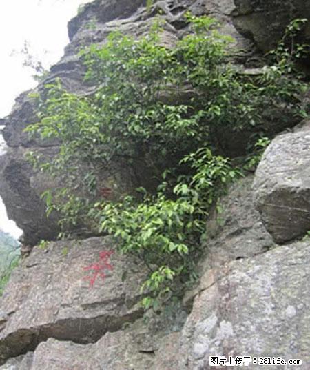 平乐石崖茶，珍贵仅次于金花茶 - 南阳生活资讯 - 南阳28生活网 ny.28life.net