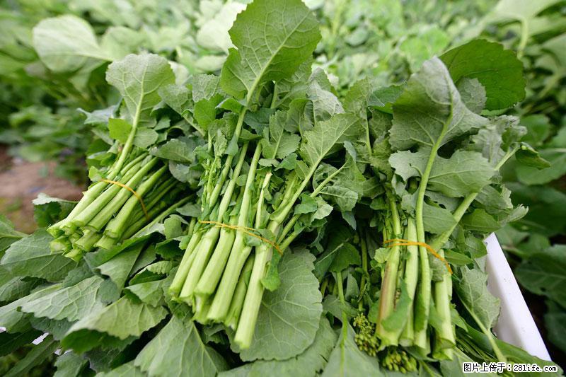 这些蔬菜是“天然钙片”，这6种被医生重点推荐 - 南阳生活资讯 - 南阳28生活网 ny.28life.net